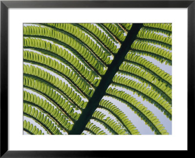 A Close View Of A Fern by George F. Mobley Pricing Limited Edition Print image