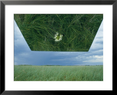 A Mirror Helps Show A Threatened Western Prairie Fringed Orchid In A Sea Of Grass by Joel Sartore Pricing Limited Edition Print image