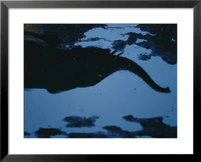 Reflection Of An Elephant In A Pool Of Water by Michael Nichols Pricing Limited Edition Print image