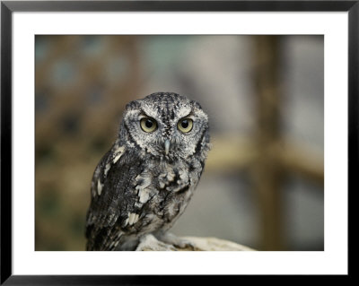 Close-Up Of An Owl by Vlad Kharitonov Pricing Limited Edition Print image