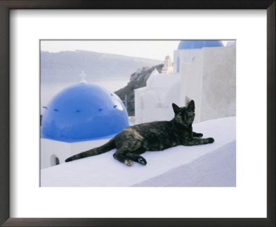 A Black Cat Sitting Atop A Low Wall by Todd Gipstein Pricing Limited Edition Print image