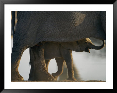 Baby Elephant Seen Beneath An Adult by Nicole Duplaix Pricing Limited Edition Print image