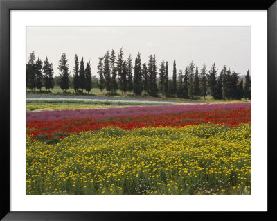 Cultivating Wildflowers On A Kibbutz In Springtime by Richard Nowitz Pricing Limited Edition Print image