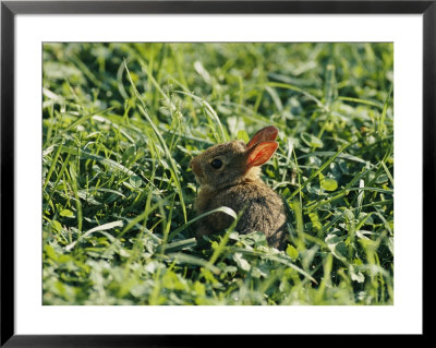 A Baby Cottontail Rabbit Sits Among The Clover by George F. Mobley Pricing Limited Edition Print image