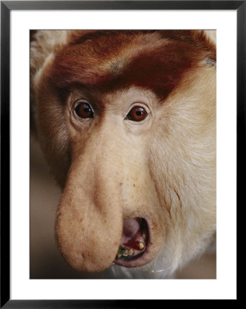 A Rare Leaf-Eating Proboscis Monkey by Michael Nichols Pricing Limited Edition Print image
