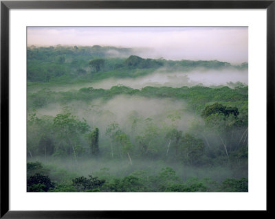 An Overview Of The Tropical Rain Forest In The Tuichi River Valley by Joel Sartore Pricing Limited Edition Print image