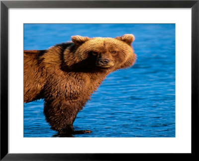 Brown Bear In Katmai National Park, Alaska, Usa by Dee Ann Pederson Pricing Limited Edition Print image