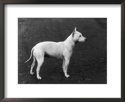 Champion Faultless An Early Example Of The Bull Terrier Breed by Thomas Fall Pricing Limited Edition Print image