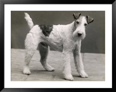 An Unidentified Dog by Thomas Fall Pricing Limited Edition Print image