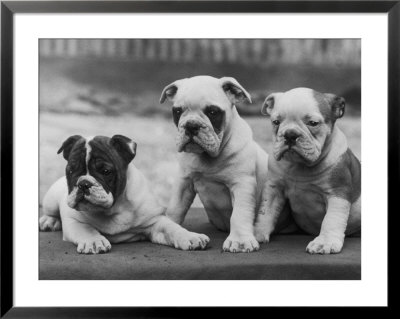 Three Bulldog Puppies Owned By Monkland by Thomas Fall Pricing Limited Edition Print image