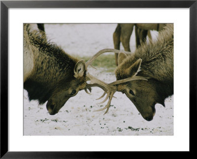 Sparring Elk by Robert Sisson Pricing Limited Edition Print image