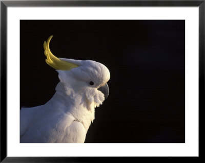 Sulfur Crested Cockatoo, Sydney Harbor, Australia by David Wall Pricing Limited Edition Print image