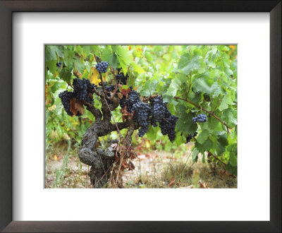 Ripe Grapes In The Vineyard, Domaine Pech-Redon, Coteaux Du Languedoc La Clape by Per Karlsson Pricing Limited Edition Print image