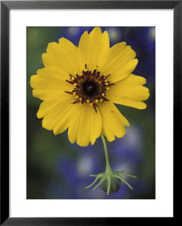 Plain Coreopsis, Marble Falls, Texas, Usa by Claudia Adams Pricing Limited Edition Print image