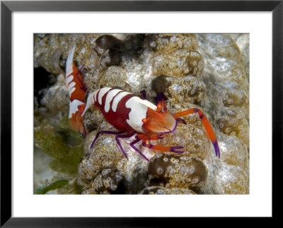 Imperial Shrimp On Sea Cucumber, Malaysia by David B. Fleetham Pricing Limited Edition Print image