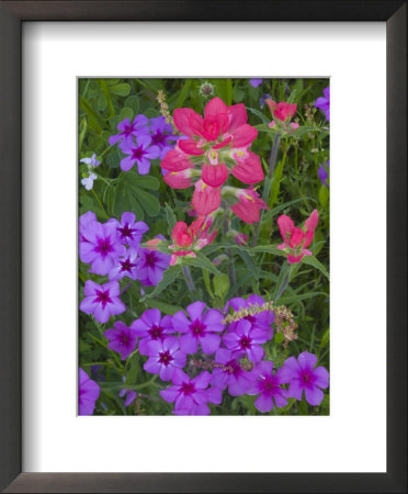 Phlox And Indian Paint Brush Near Devine, Texas, Usa by Darrell Gulin Pricing Limited Edition Print image