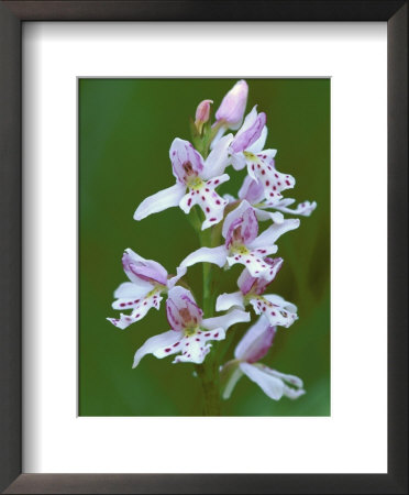 Close-Up Of Small Round-Leafed Orchis Orchids In Springtime, Upper Peninsula, Michigan, Usa by Mark Carlson Pricing Limited Edition Print image