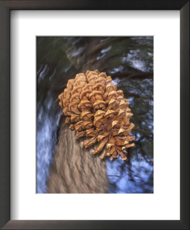 Close-Up Of Pine Cone Falling From A Ponderosa Pine Tree, Sierra Nevada Mountains, California, Usa by Christopher Talbot Frank Pricing Limited Edition Print image