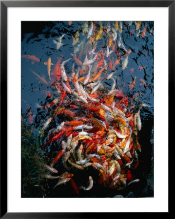 Whirlpool Fish Frenzy At Feeding Time At Koi Carp Pool, Loro Parque, Canary Islands, Spain by John Pennock Pricing Limited Edition Print image