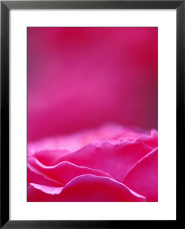 Pink Rose, Portland Rose Garden, Oregon, Usa by Brent Bergherm Pricing Limited Edition Print image