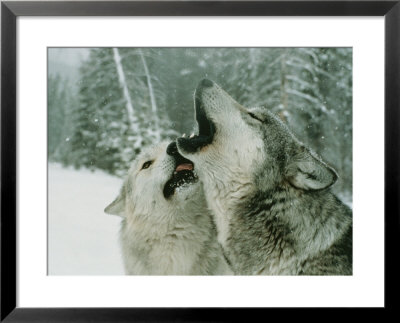 An Alpha Male Gray Wolf, Canis Lupus, Howls And The Beta Submits by Jim And Jamie Dutcher Pricing Limited Edition Print image