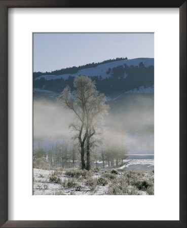 Frost Coats The Branches Of A Cottonwood Tree In This Foggy View by Tom Murphy Pricing Limited Edition Print image