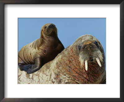 3-Month Old Walrus Calf Finds Refuge On Her Mother's Back by Paul Nicklen Pricing Limited Edition Print image
