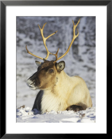 Reindeer, Adult Female Resting, Scotland by Mark Hamblin Pricing Limited Edition Print image