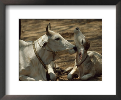 Brahman Cow Cleaning Her Calf by James L. Stanfield Pricing Limited Edition Print image