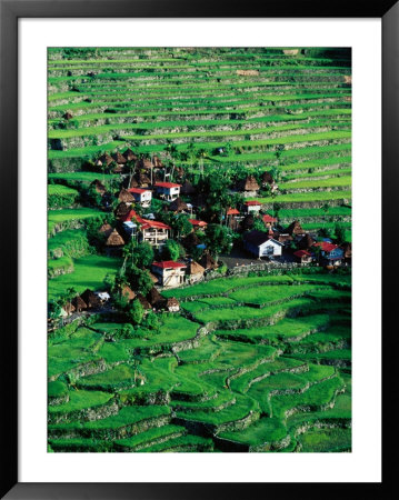 Ricescapes, Philippines by Richard I'anson Pricing Limited Edition Print image
