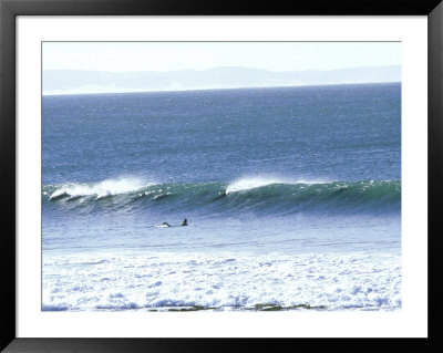 Dolphins, Central California by Scott Winer Pricing Limited Edition Print image