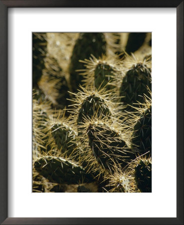 Dangerous And Painful Prickly Pear Cactus Spines Backlit By The Sun, Melbourne Zoo, Australia by Jason Edwards Pricing Limited Edition Print image