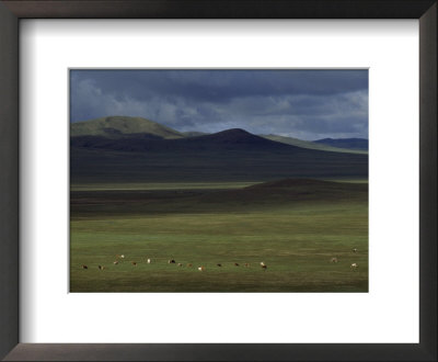 Mongol Herds Grazing, Mongolian People's Republic by James L. Stanfield Pricing Limited Edition Print image