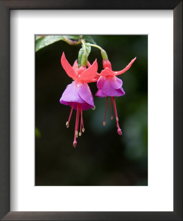 Closeup Of A Colorful Flower In Butchart Gardens by Tim Laman Pricing Limited Edition Print image