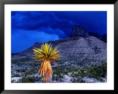 Yucca With Thunderstorm In Background, Guadalupe Mountains National Park, Texas by Holger Leue Pricing Limited Edition Print image
