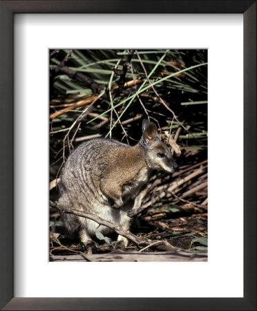 Tammar Wallaby With Ears Alert Browsing For Food Among The Grasses, Australia by Jason Edwards Pricing Limited Edition Print image