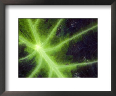 Close View Of A Leaf Illuminated By The Sun, Groton, Connecticut by Todd Gipstein Pricing Limited Edition Print image