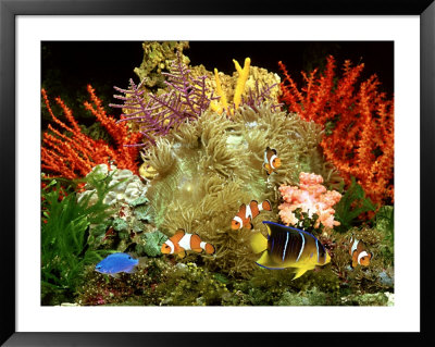 Community Of Marine Fish In An Aquarium Setting Of Live Invertebrate Decor by Max Gibbs Pricing Limited Edition Print image