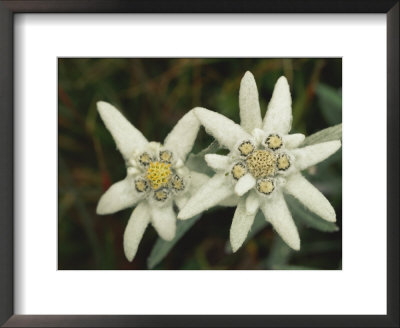 Close View Of An Edelweiss Flower by Norbert Rosing Pricing Limited Edition Print image