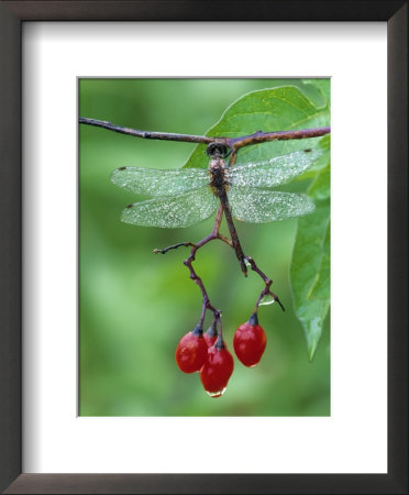 Dragonfly On Branch by Nancy Rotenberg Pricing Limited Edition Print image