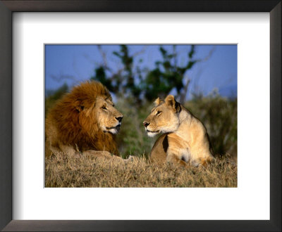 Lion And Lioness Mating Couple At Rest, Masai Mara National Reserve, Rift Valley, Kenya by Mitch Reardon Pricing Limited Edition Print image