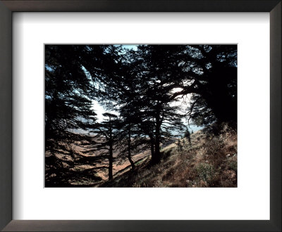 View Through The Branches Of Lebanon's Famous Cedar Trees by Ira Block Pricing Limited Edition Print image