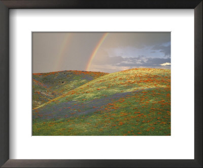 Hills With Poppies And Lupine With Double Rainbow Near Gorman, California, Usa by Jim Zuckerman Pricing Limited Edition Print image