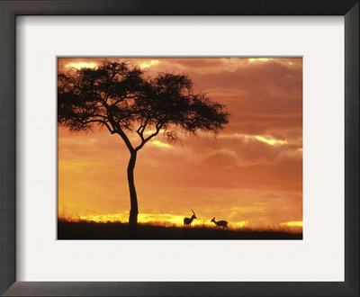 Gazelle Grazing Under Acacia Tree At Sunset, Maasai Mara, Kenya by John & Lisa Merrill Pricing Limited Edition Print image