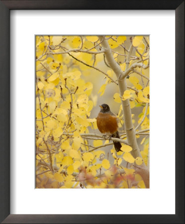 Male American Robin In Aspen Tree, Grand Teton National Park, Wyoming, Usa by Rolf Nussbaumer Pricing Limited Edition Print image