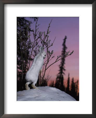 Snowshoe Hare Nibbling On Tender Pussy Willow Buds At Twilight by Michael S. Quinton Pricing Limited Edition Print image