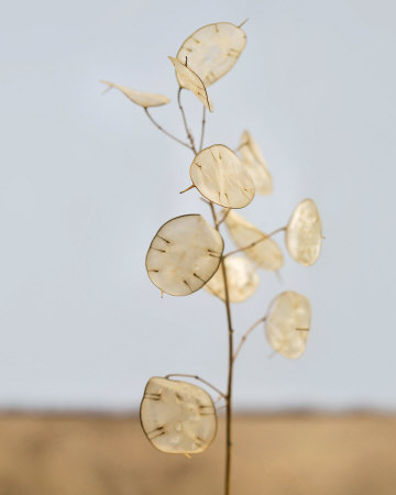 Gorgeous Lunaria I by Sara Deluca Pricing Limited Edition Print image