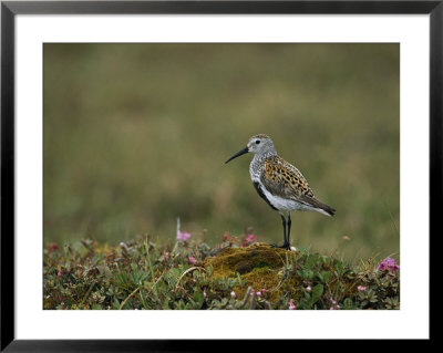 Portrait Of A Dunlin, Calidris Alpina by Norbert Rosing Pricing Limited Edition Print image