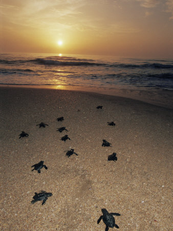 Kemp's Ridley Turtle Hatchlings Head For The Sea From Protected Nests, Rancho Nuevo, Gulf Of Mexico by Doug Perrine Pricing Limited Edition Print image