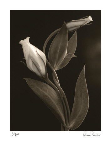 White Lisianthus Iv by Donna Geissler Pricing Limited Edition Print image